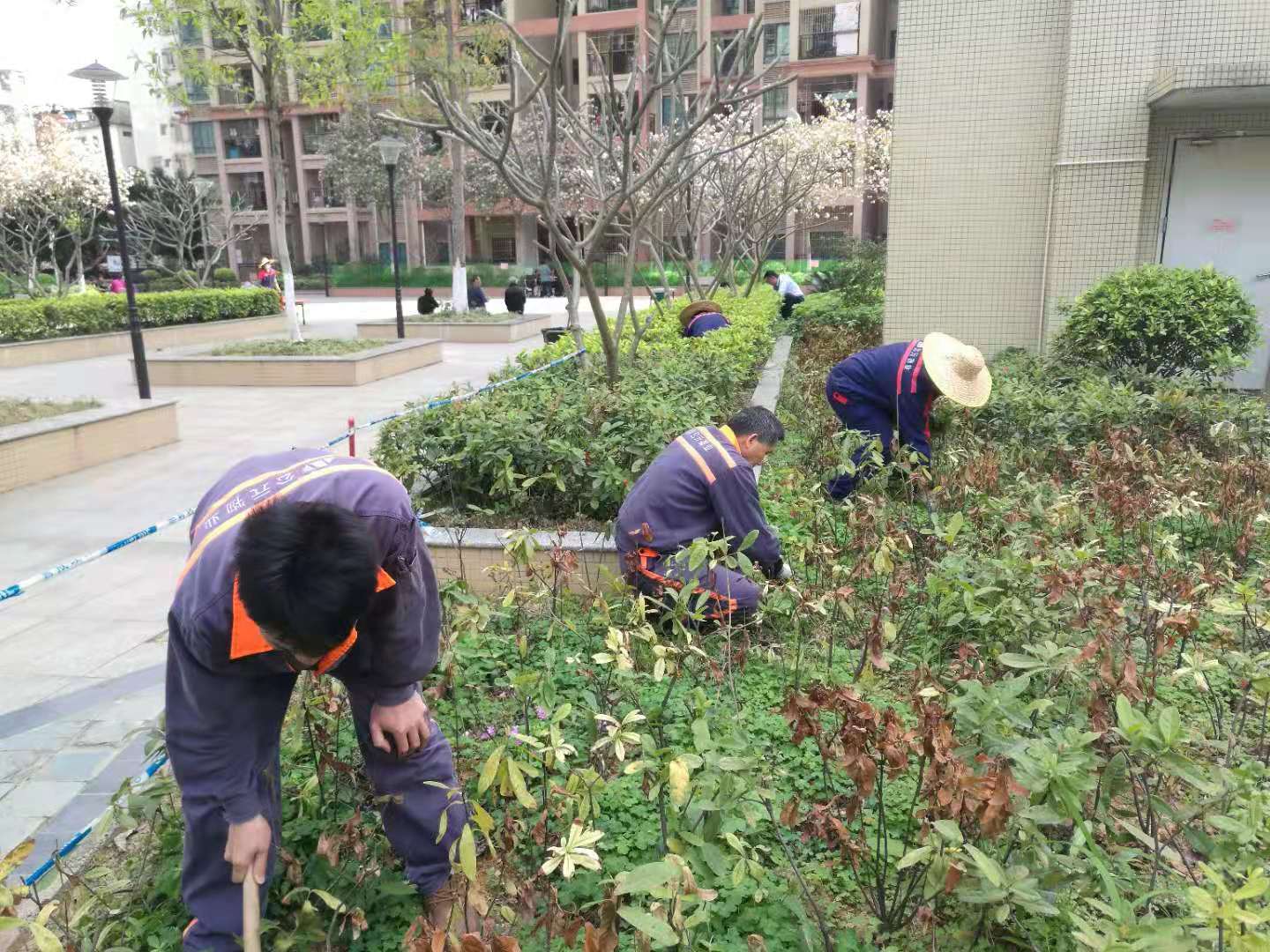 3月24日广场绿化拔草.jpg